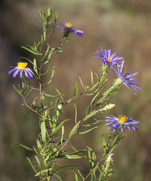 Image of aromatic aster