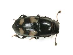 Image of Four-spotted Sap Beetle