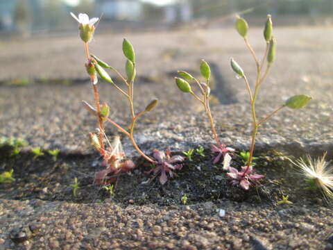 Image of nailwort