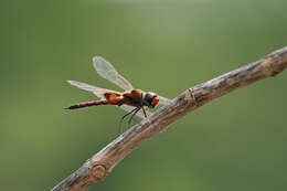 Tramea basilaris (Palisot de Beauvois 1817) resmi