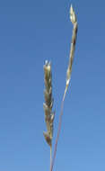 Image de Eragrostis parviflora (R. Br.) Trin.