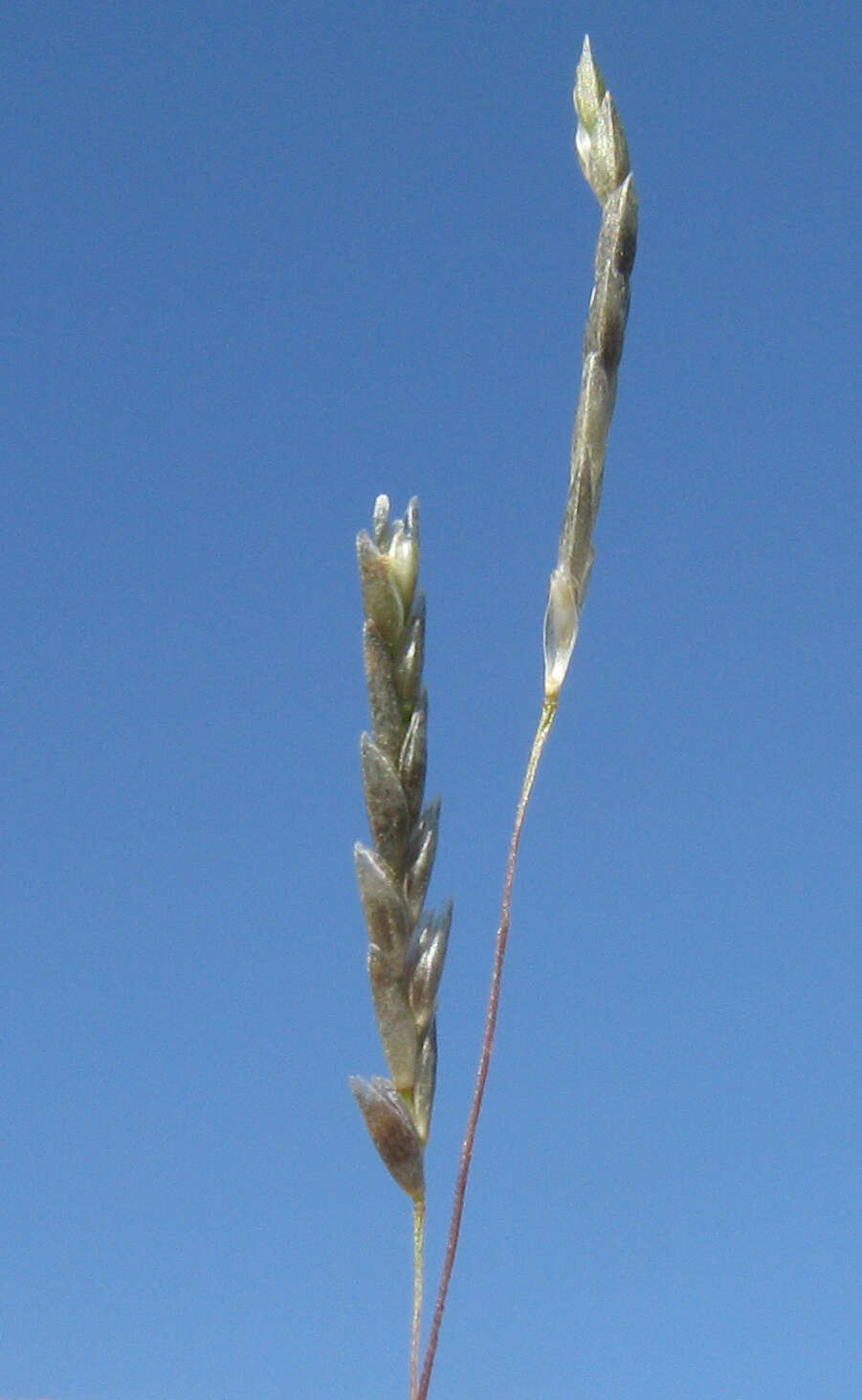 Image de Eragrostis parviflora (R. Br.) Trin.