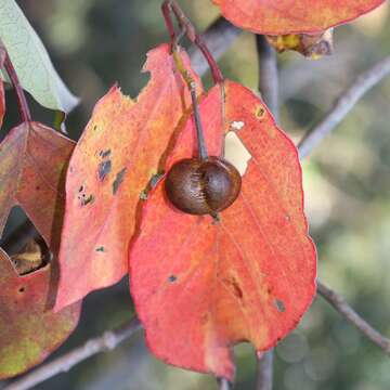 Image of Neoshirakia japonica (Siebold & Zucc.) Esser