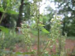Слика од Teucrium scorodonia L.