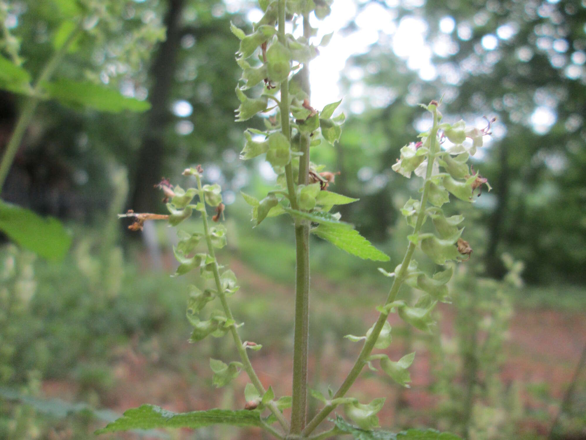 Слика од Teucrium scorodonia L.