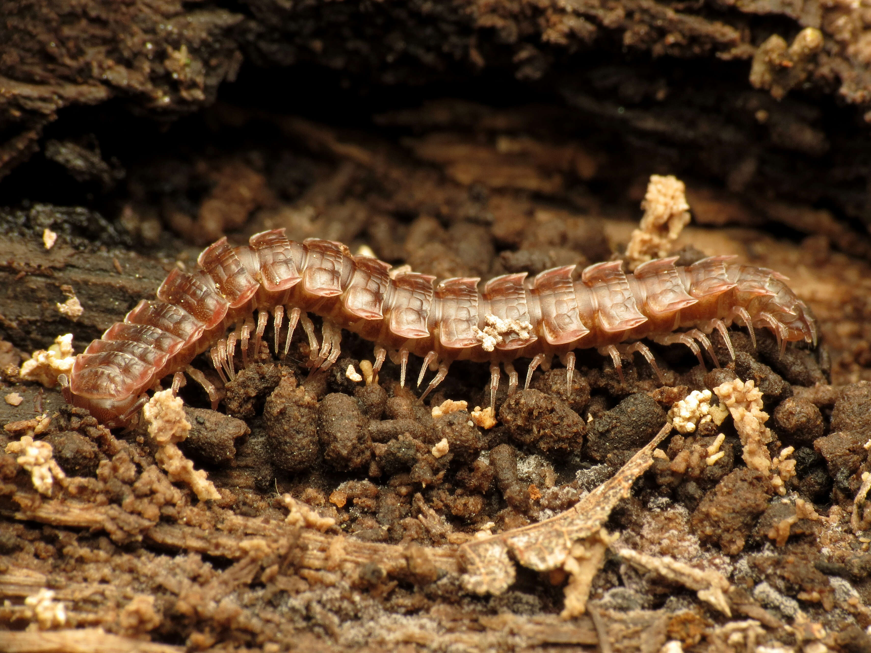 Image of Pseudopolydesmus