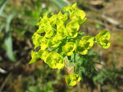 Image of Cypress Spurge