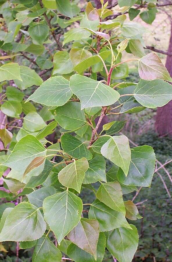 Image of Black Poplar