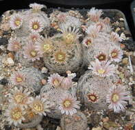 Image of Lace-spine Nipple Cactus