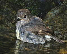 Image of New Zealand Robin