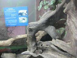 Image of Cook Strait Tuatara