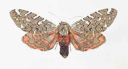 Image of Painted tiger moth