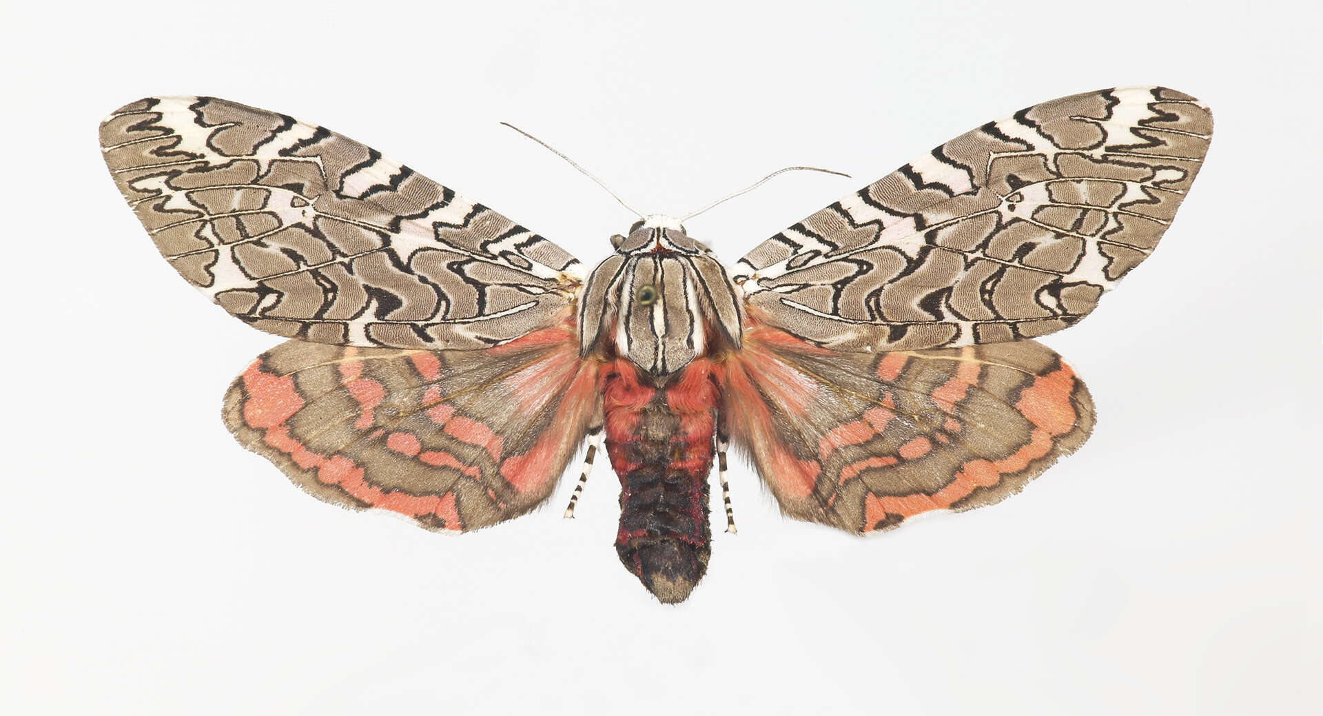 Image of Painted tiger moth