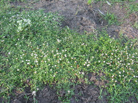 Phyla nodiflora var. minor (Gillies & Hook.) N. O'Leary & Múlgura的圖片