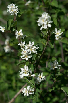 Image of Utah serviceberry