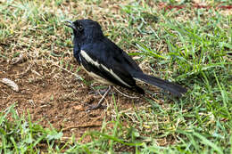 Image of Oriental Magpie Robin