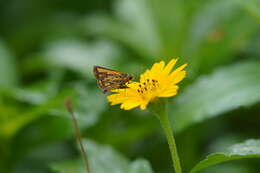 Image of Bush Hopper