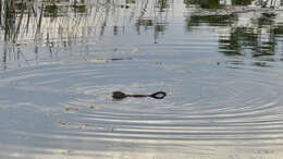 Image of muskrat