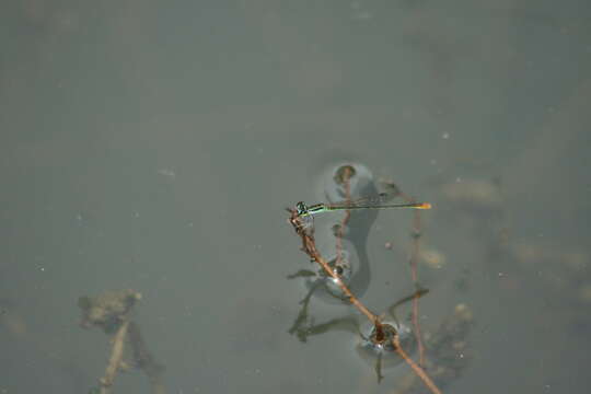 Imagem de Agriocnemis pygmaea (Rambur 1842)