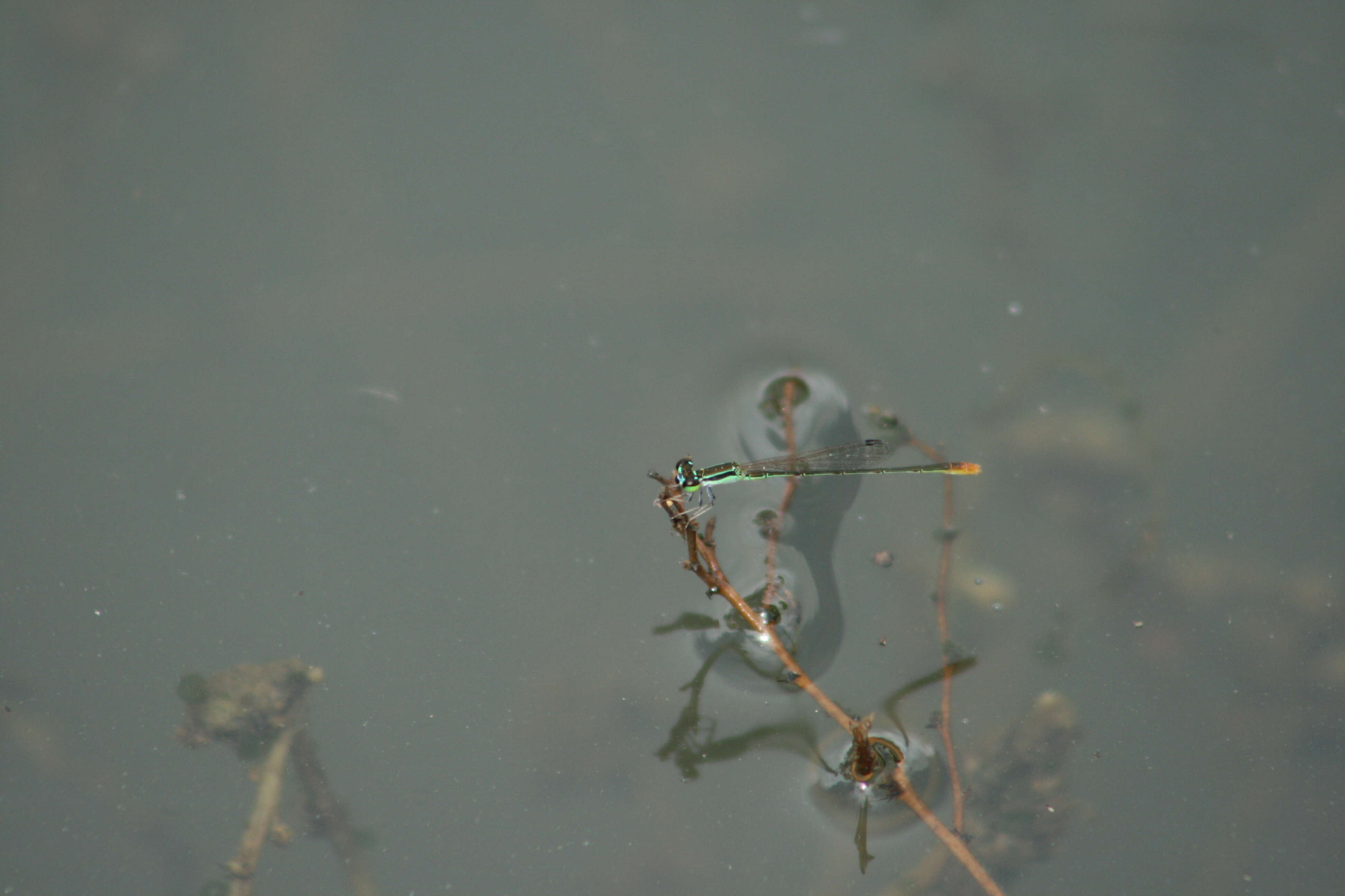 Imagem de Agriocnemis pygmaea (Rambur 1842)