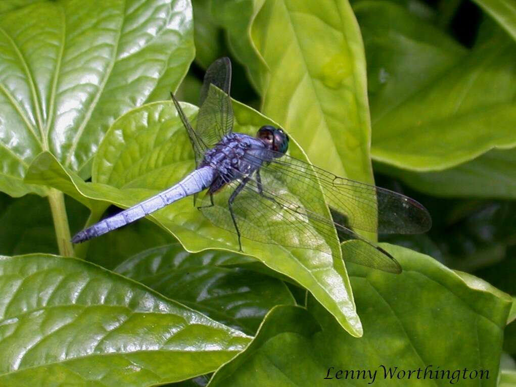 Image of blue marsh hawk