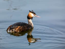 Image of Podiceps Latham 1787