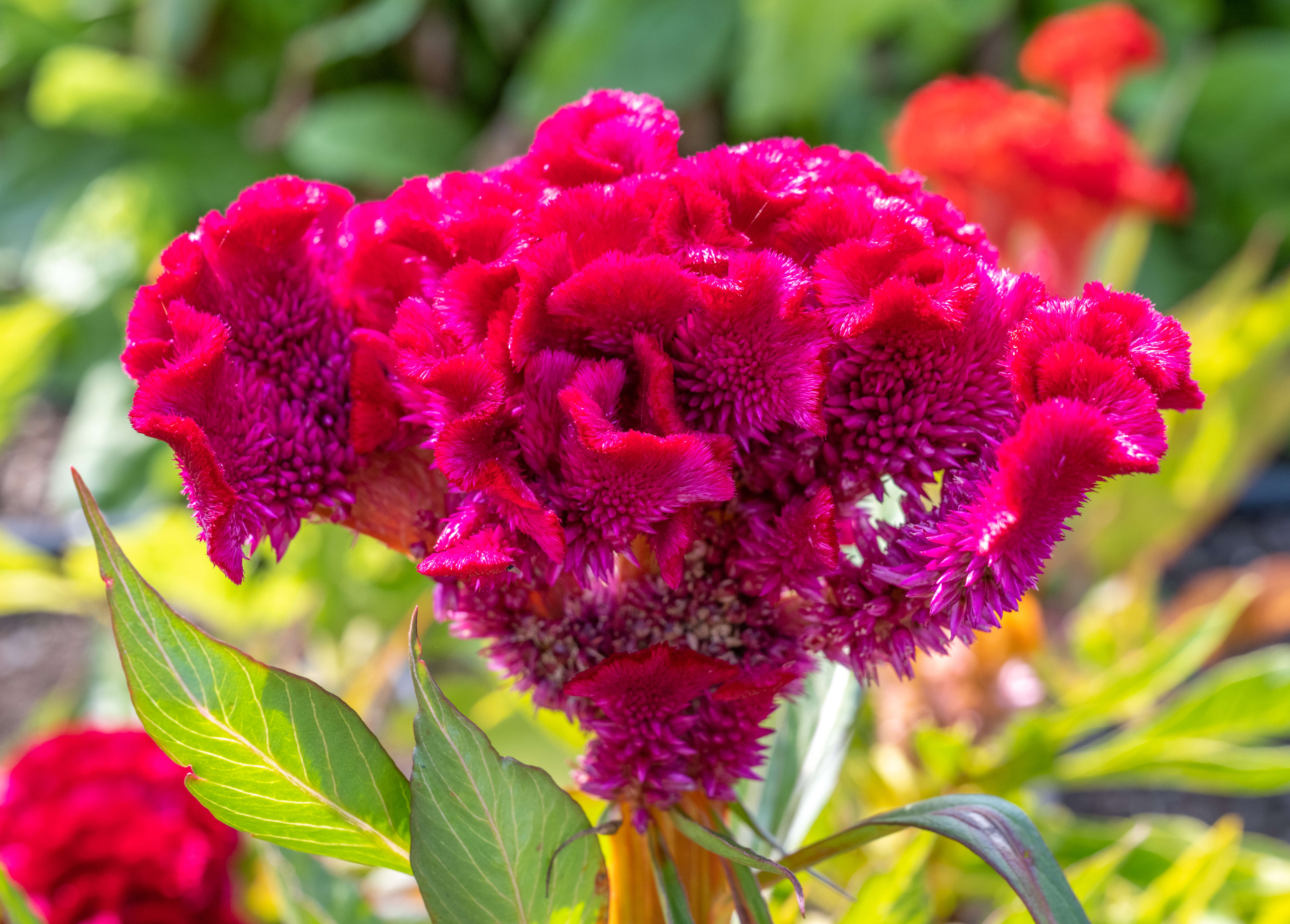 Imagem de Celosia argentea var. cristata