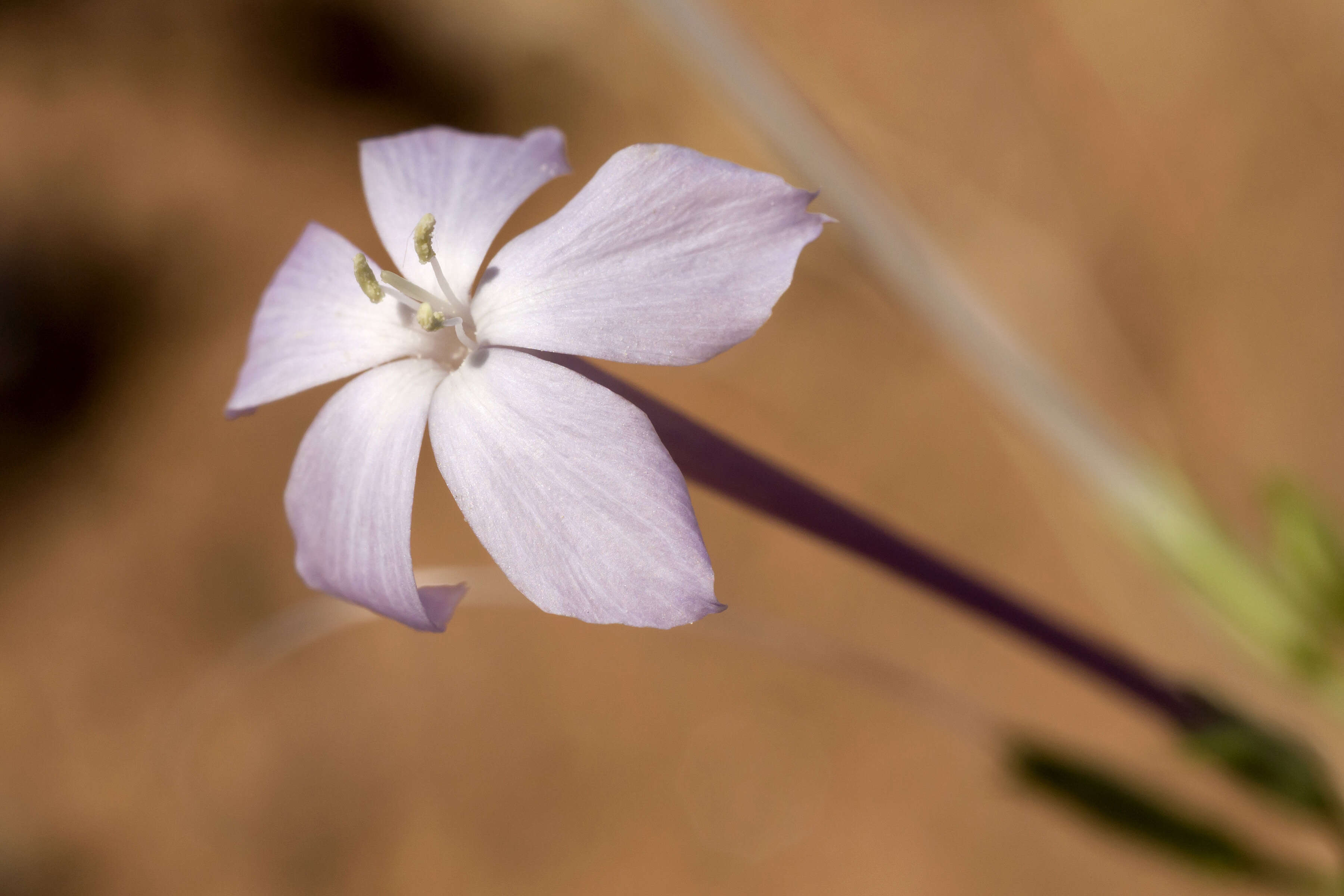 Image of flaxflowered ipomopsis