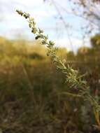 Image of Artemisia austriaca Jacq.