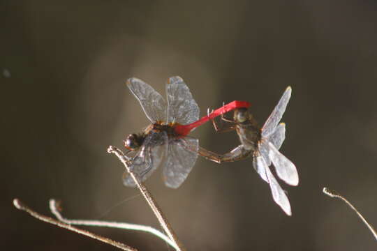 Image of Orthetrum villosovittatum (Brauer 1868)