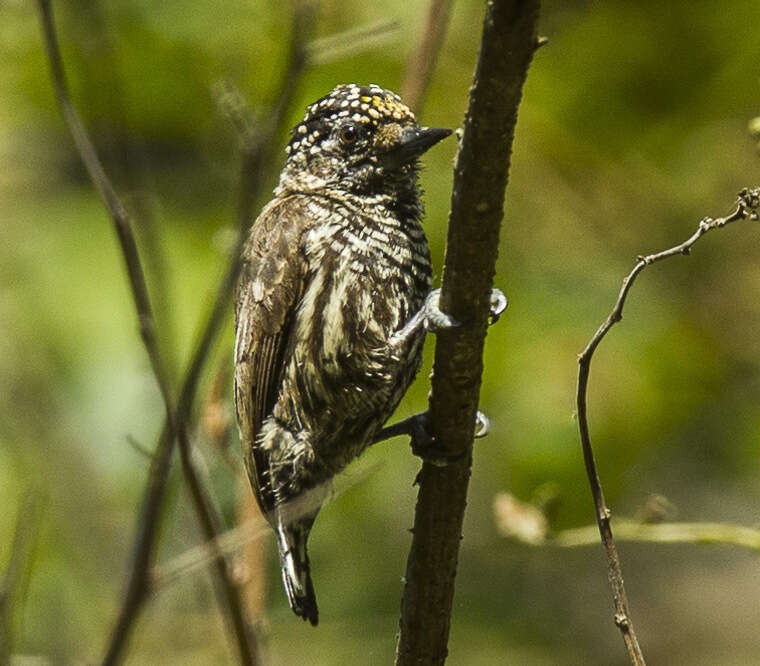 Image of Ecuadorian Piculet