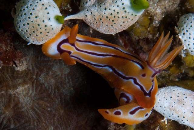 Image of Hypselodoris regina Ev. Marcus & Er. Marcus 1970