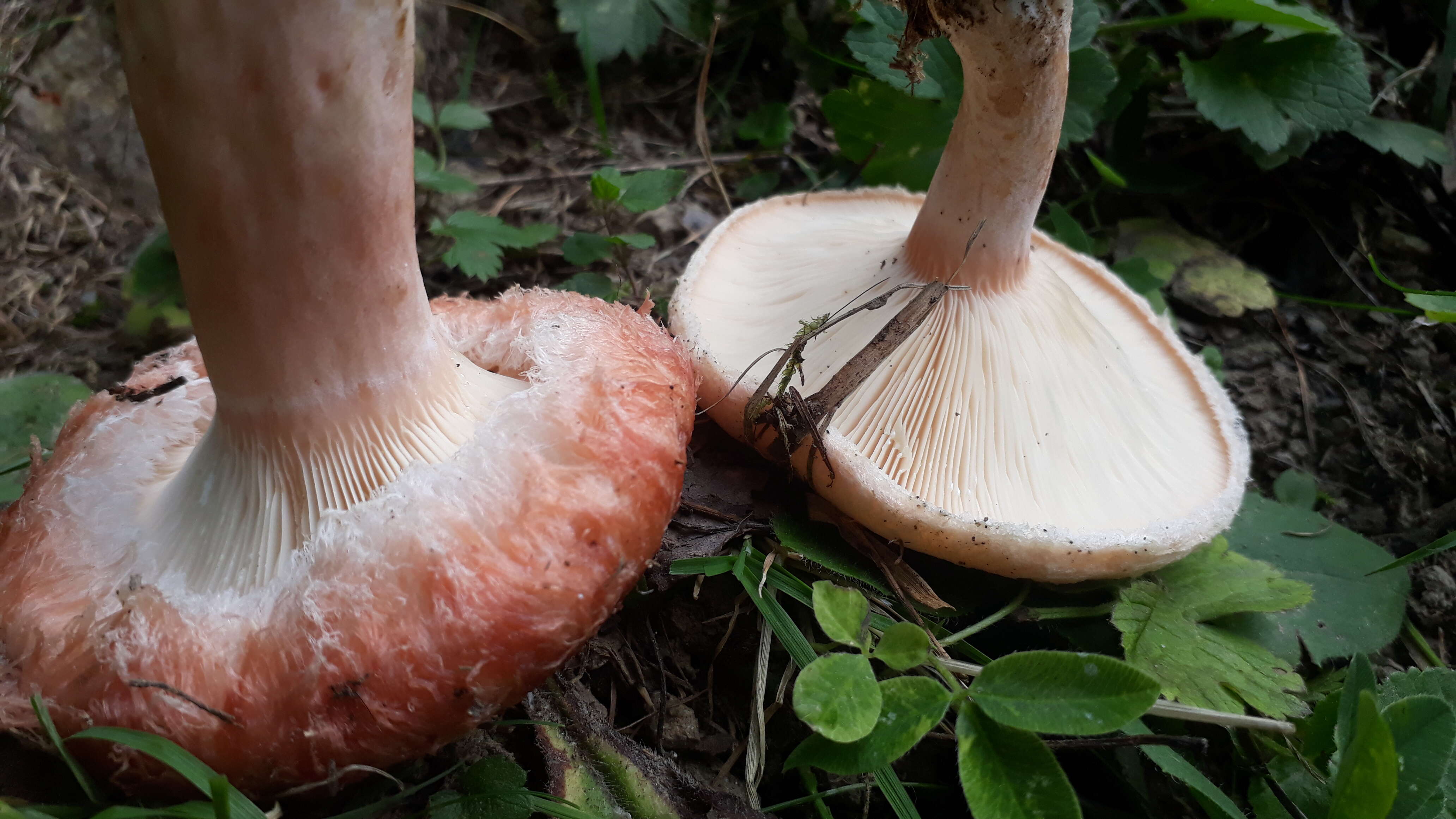 Image of Downy milkcap