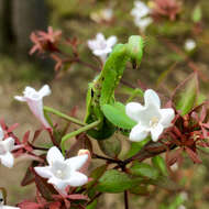 Image of Giant Asian Mantis