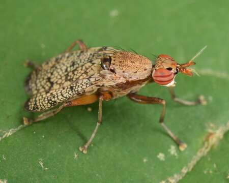 Image of Euthycera arcuata (Loew 1859)