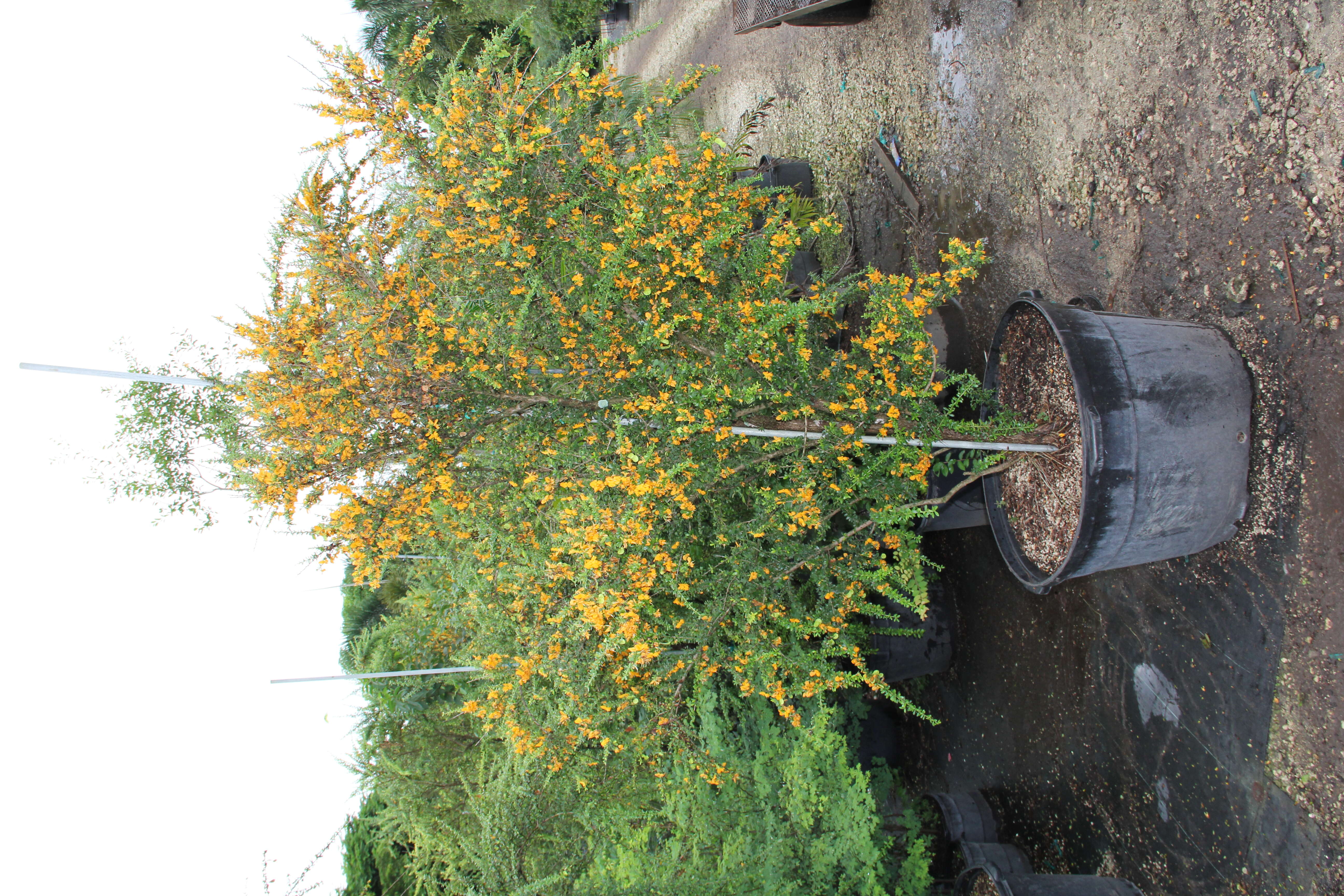 Image of West indian ebony