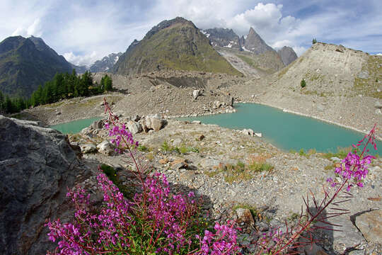 Image of Narrow-Leaf Fireweed