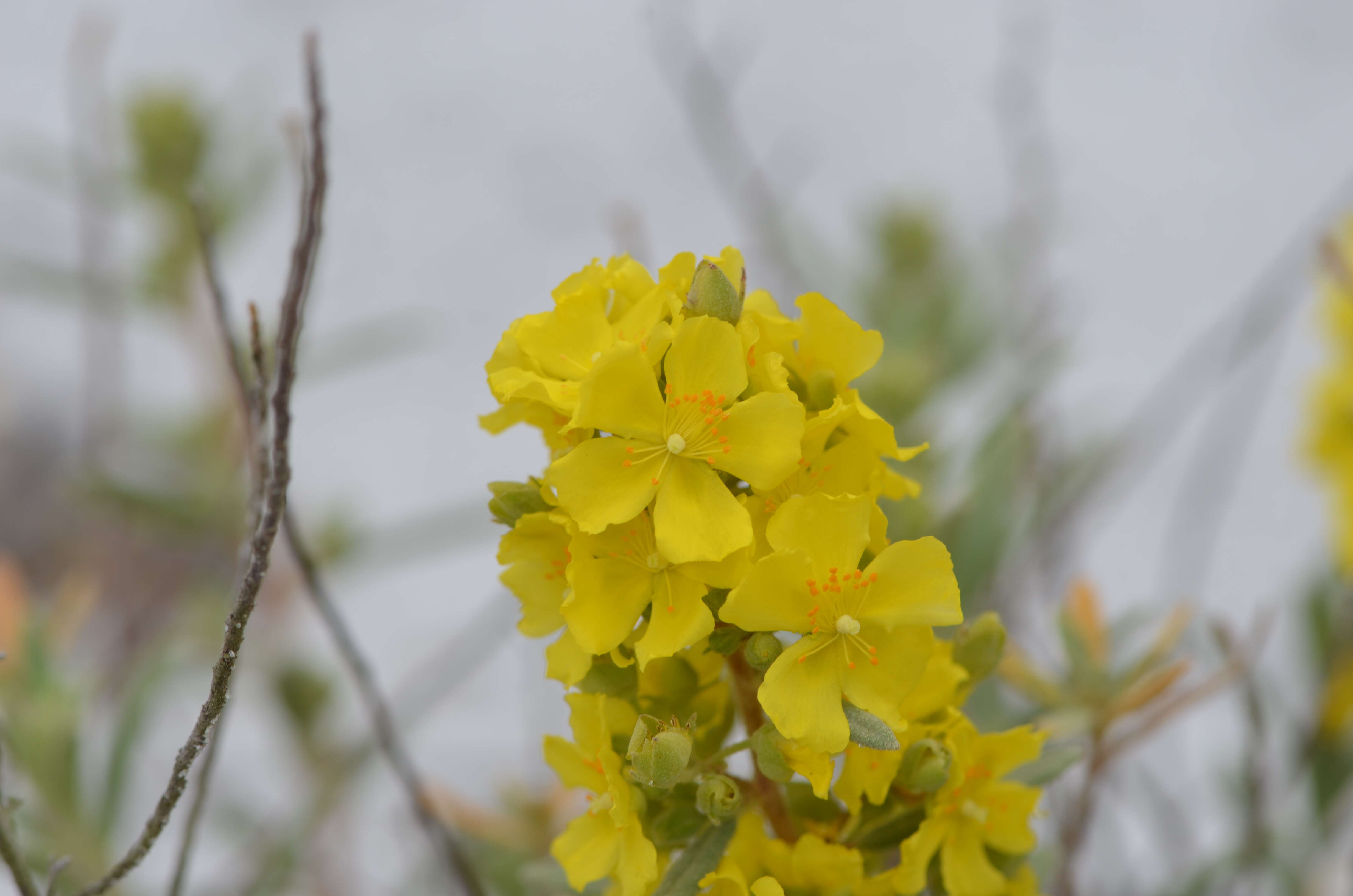 Image of Crocanthemum