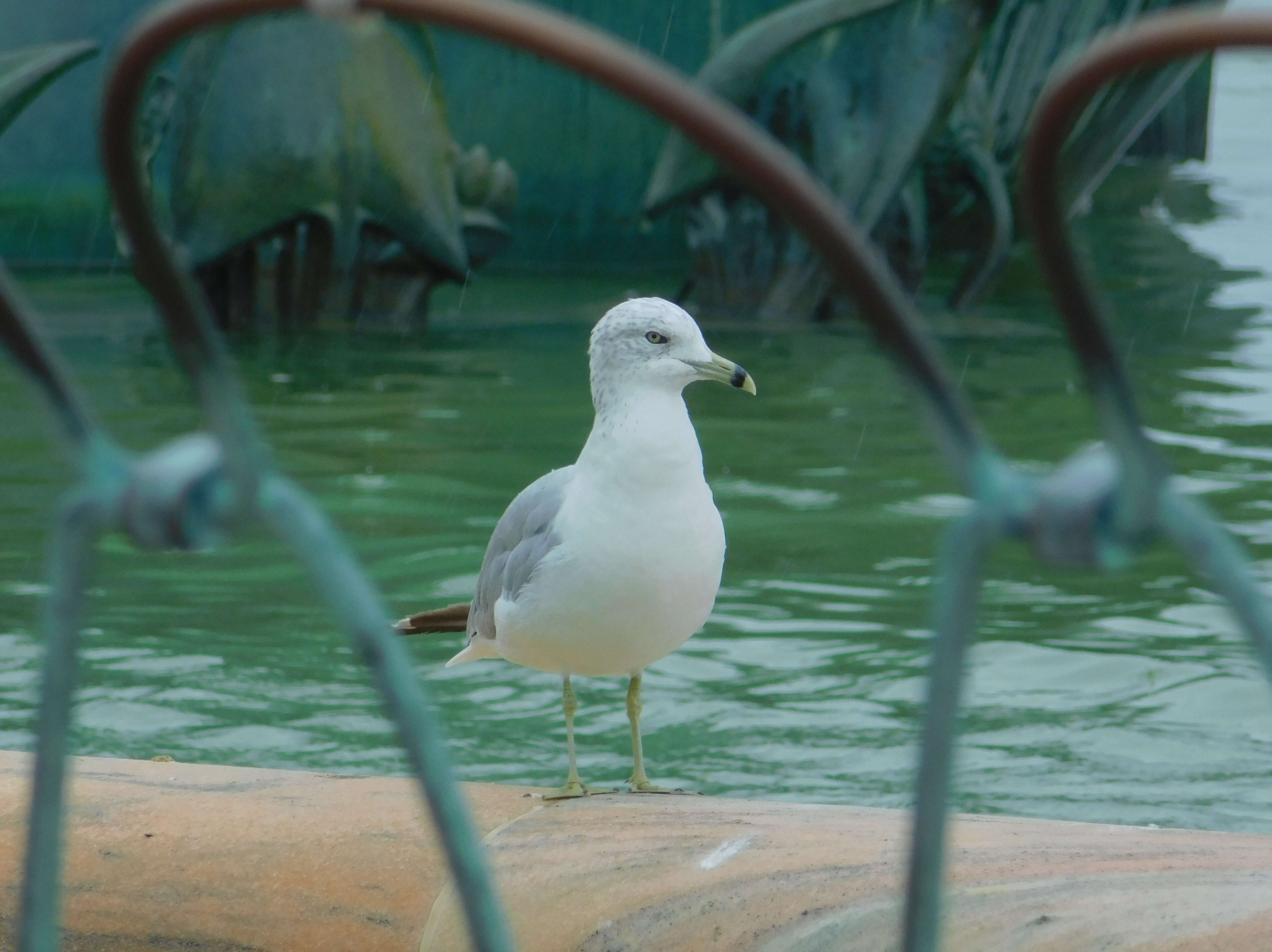 Image of Ring-billed Gull