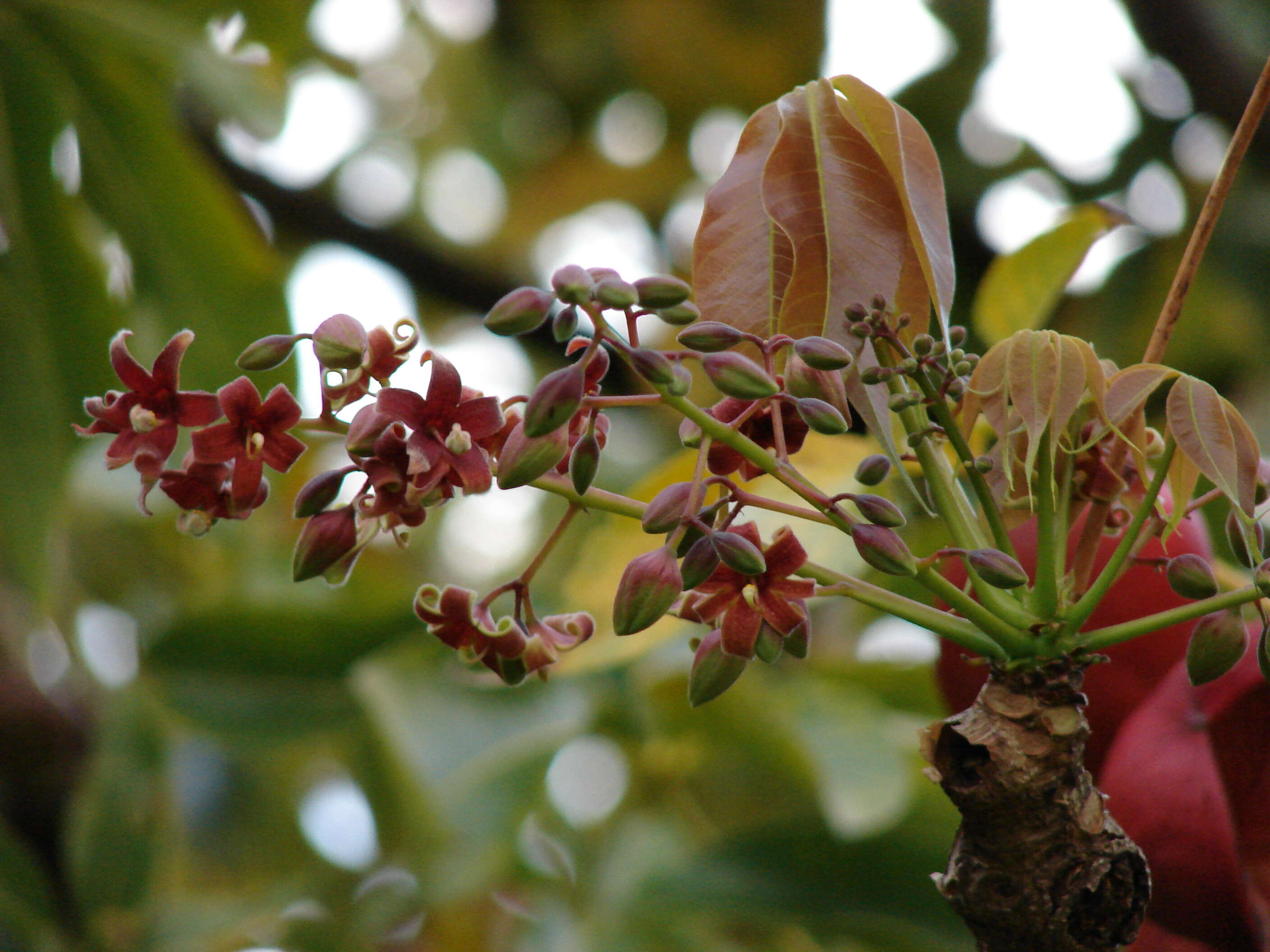 Image of hazel sterculia