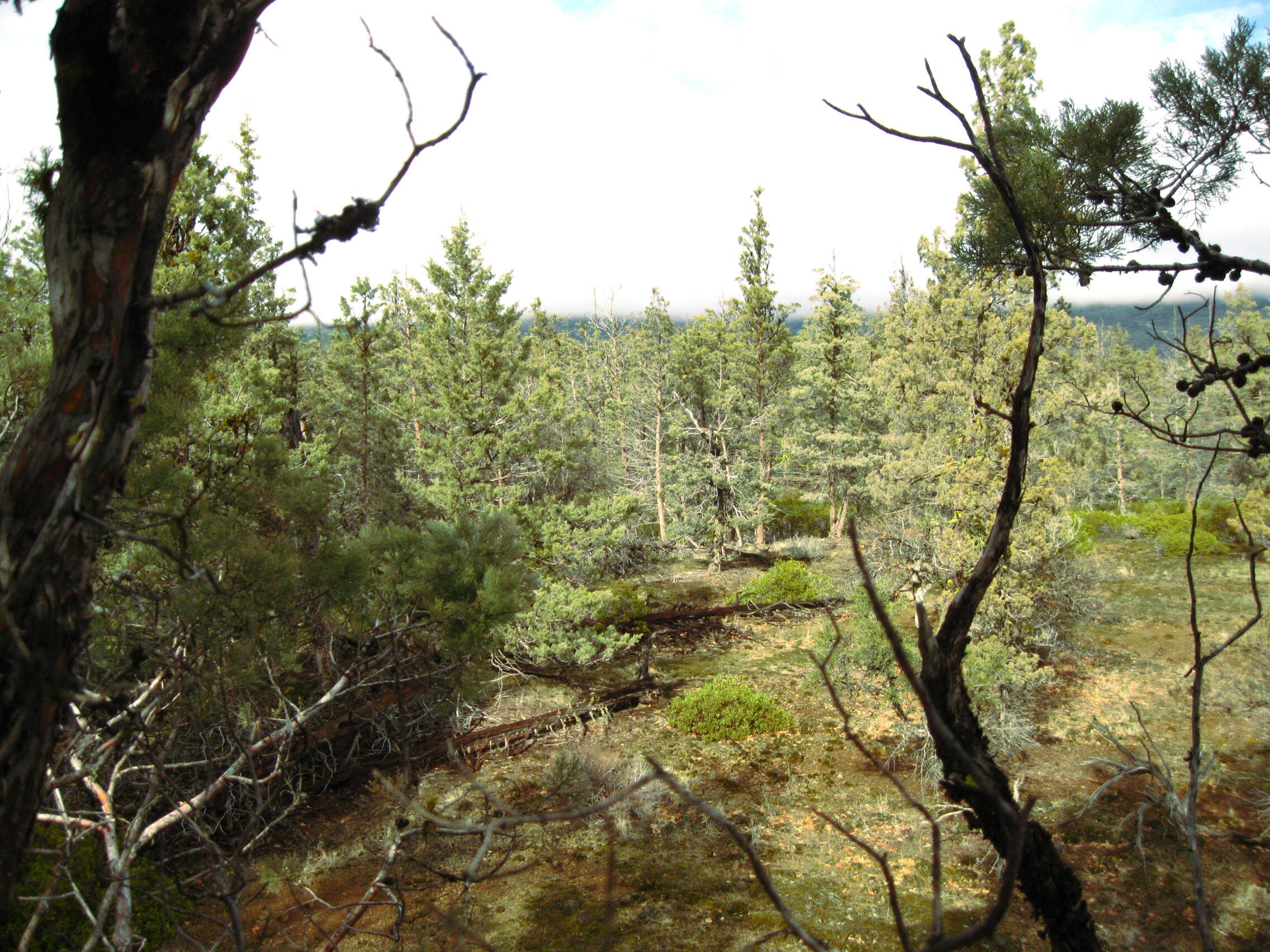 Image of Baker Cypress