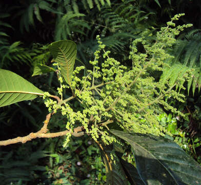 Image of Meliosma simplicifolia (Roxb.) Walp.