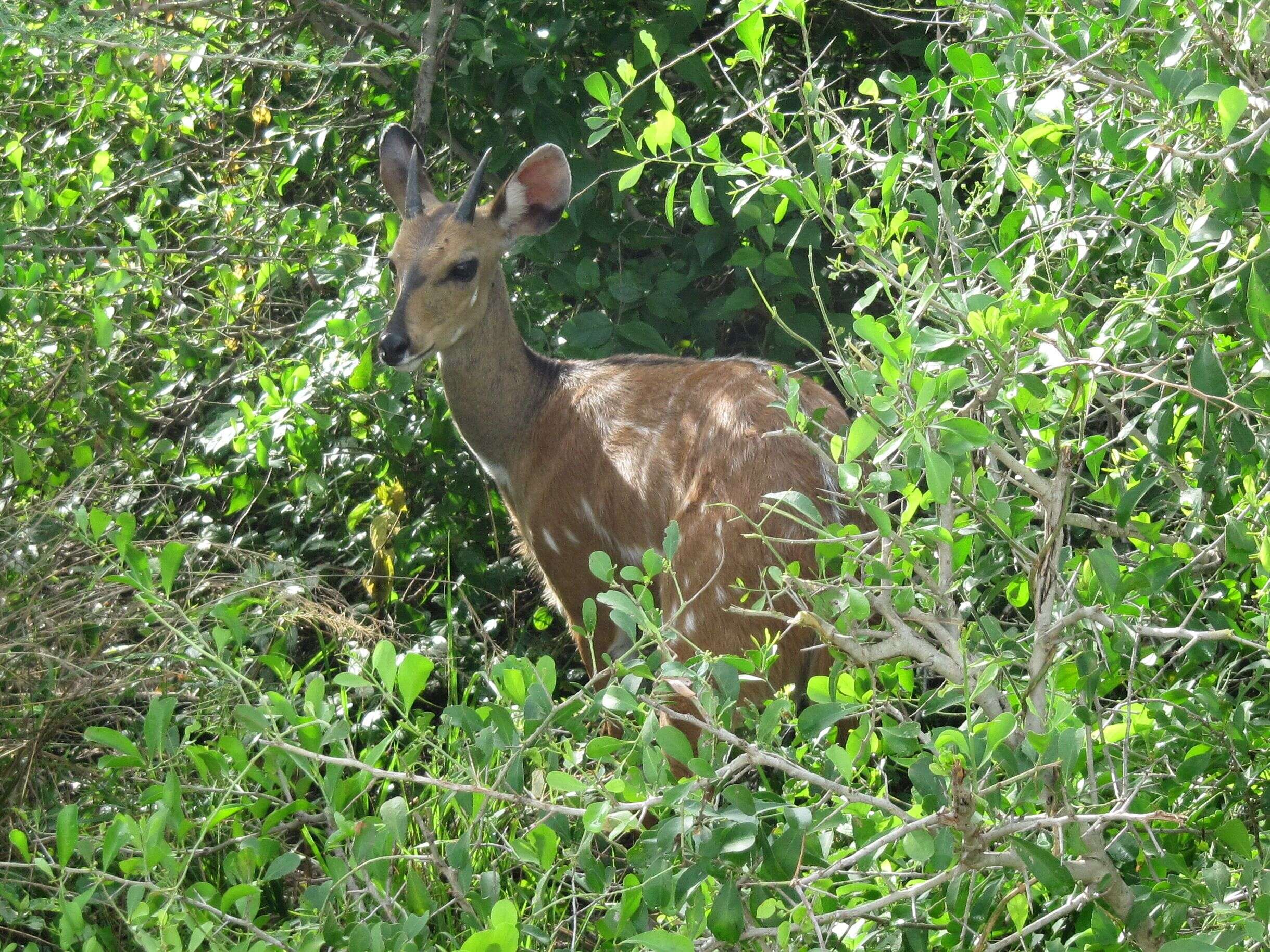 Image of Bushbuck