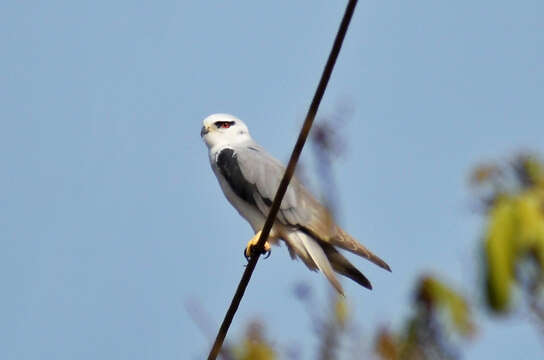 Image of Black-shouldered Kite