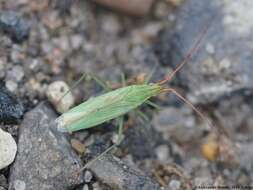 Trigonotylus ruficornis (Geoffroy 1785)的圖片