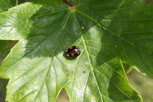 Image of twospotted lady beetle