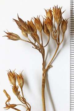 Image of pineneedle beardtongue