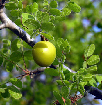 Image of Cyrtocarpa