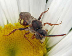 Image of Nomada bethunei Cockerell 1903