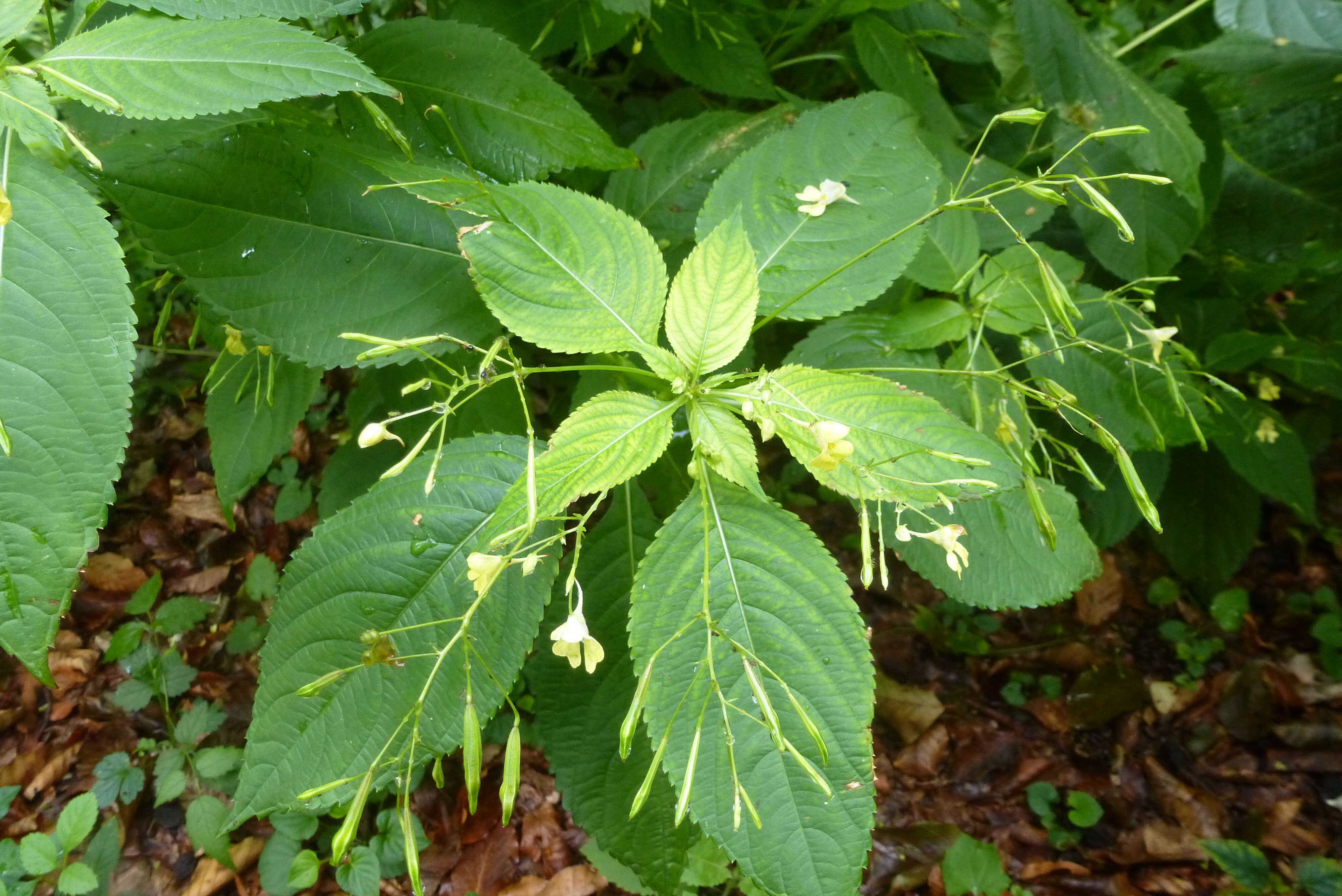 Image of small balsam